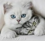 Аватара пользователя